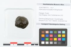 Foto (Objekt + Etikett) von Asterocaryum europaeum Ettingshausen (NHMW-GEO-2024-0188-9176)
